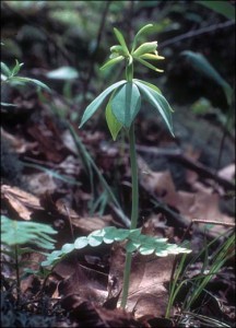 smallwhorledpogonia